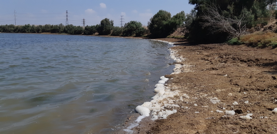 רופיית הים  צולם על ידי אלדד אלרון 