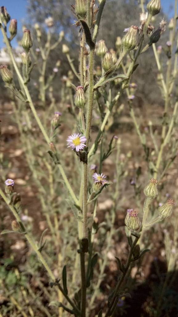 דוגון ירושלמי  צולם על ידי נעם שגב 