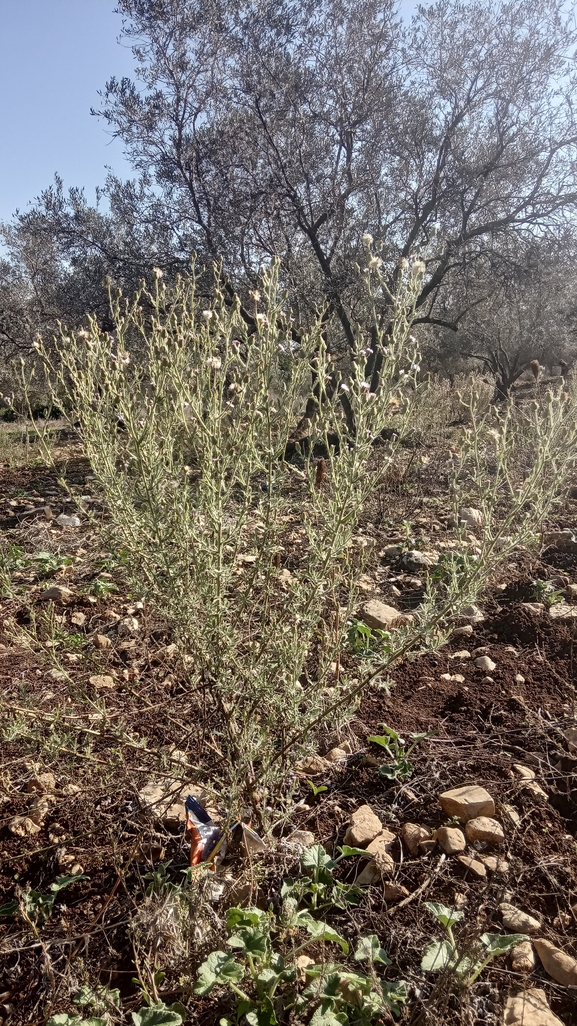 דוגון ירושלמי  צולם על ידי נעם שגב 