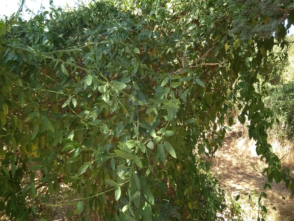 מחומש לולייני  צולם על ידי אתר הצמחים האדומים 