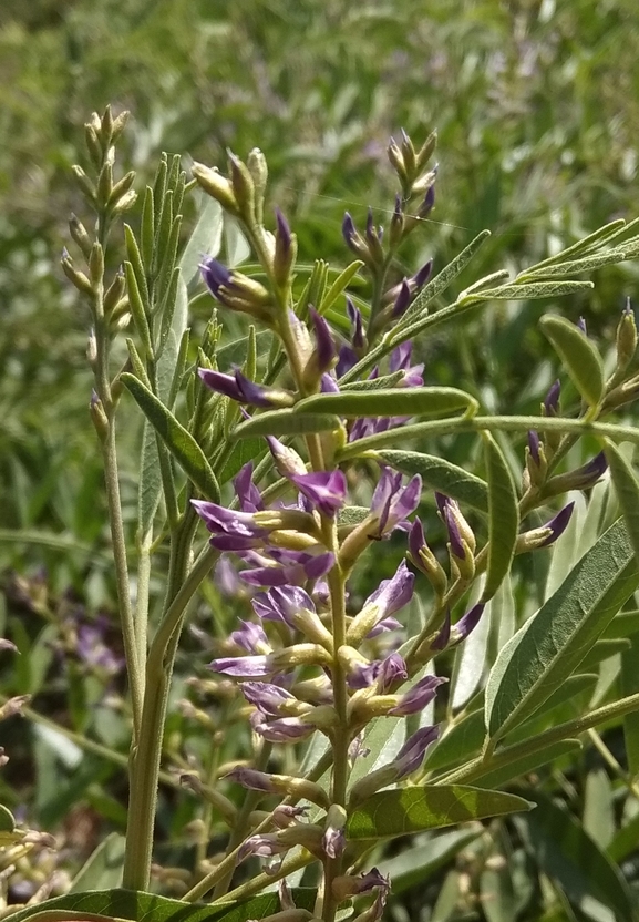 שוש קירח  צולם על ידי סיקו בכור 