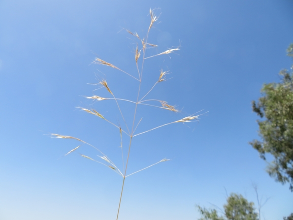 בשנית עדינה  צולם על ידי יאיר אור 