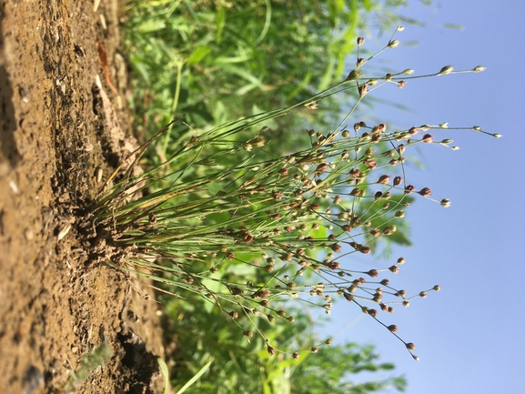 סמר ענף  צולם על ידי בר שמש 