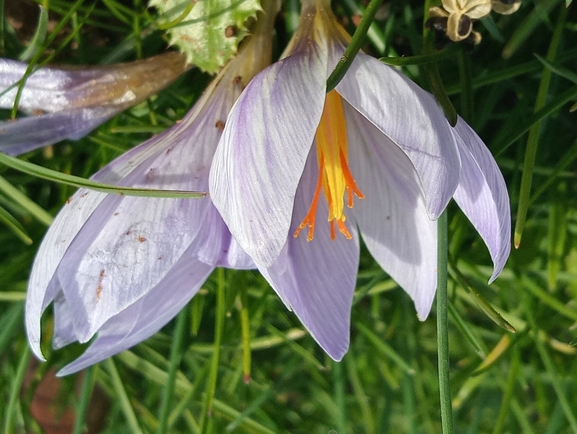 Hermon Crocus  photographed by יהונתן רונס 