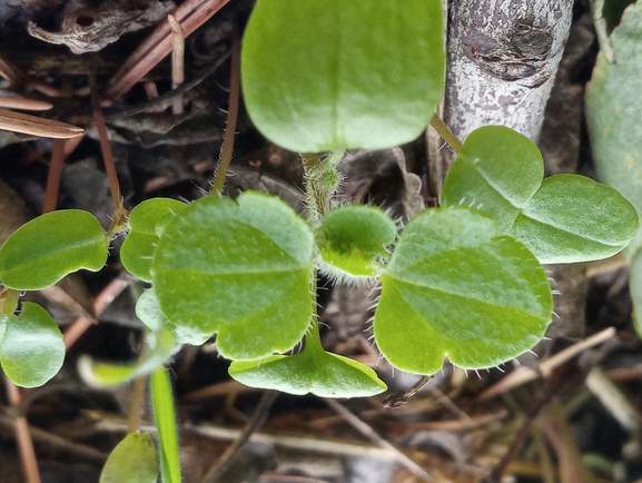 Ivy-leaved Speedwell, Ivyleaf Speedwell  photographed by יהונתן רונס 