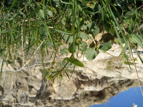 Boerhavia repens  photographed by יהונתן רונס 