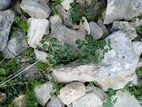 Connate Alexanders  photographed by יהונתן רונס 