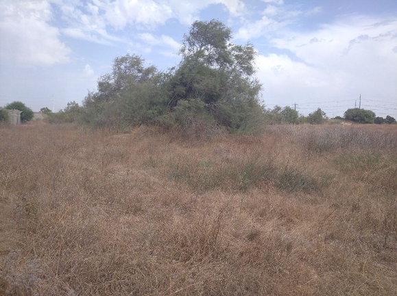 ציפורנית חופית  צולם על ידי אתר הצמחים האדומים 