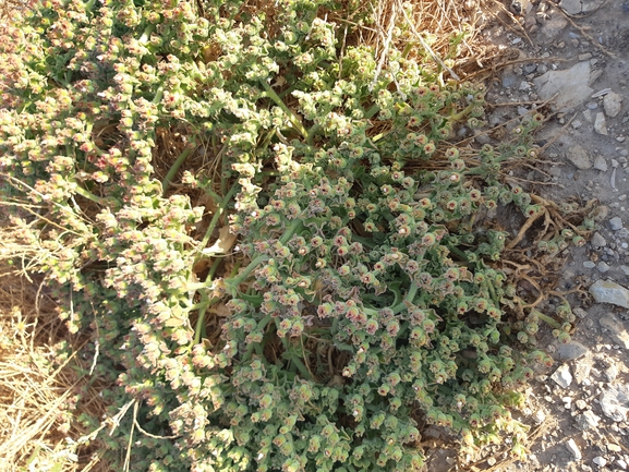 אהל הגבישים  צולם על ידי דותן רותם 