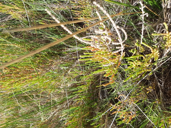 Perennial Glasswort, Chickenclaws  photographed by Dotan Rotem 