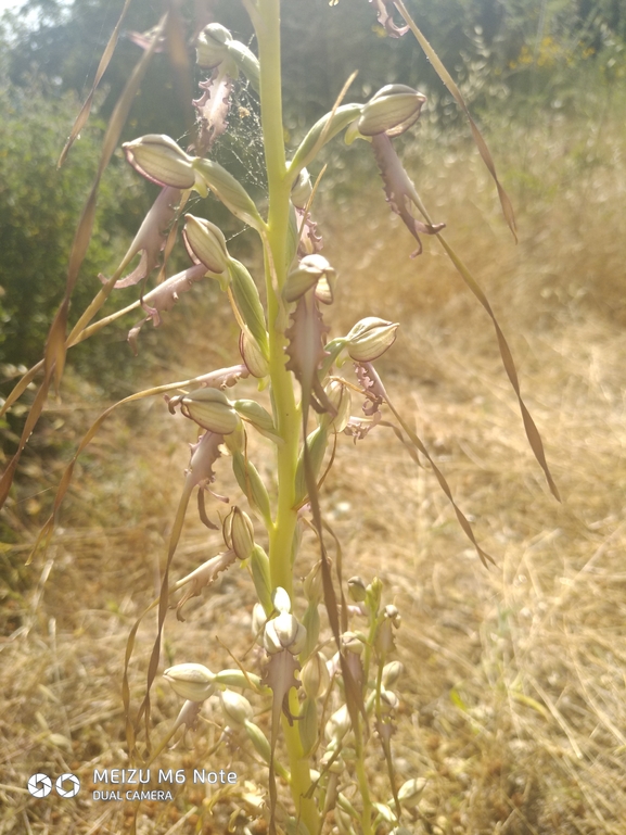 רצועית הגליל  צולם על ידי רון אבן 