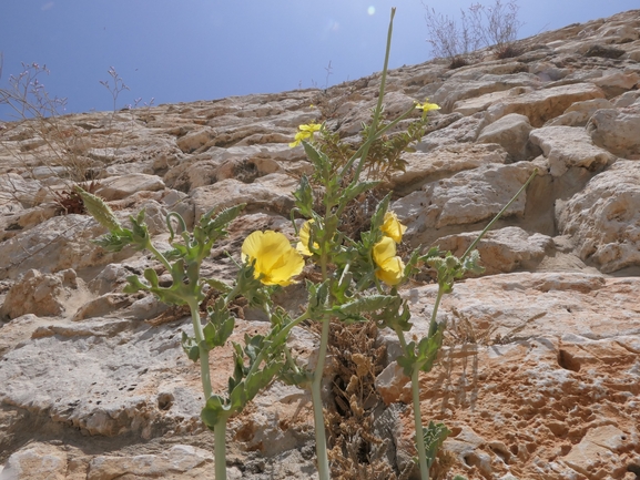 פרגה צהובה  צולם על ידי אתר הצמחים האדומים 