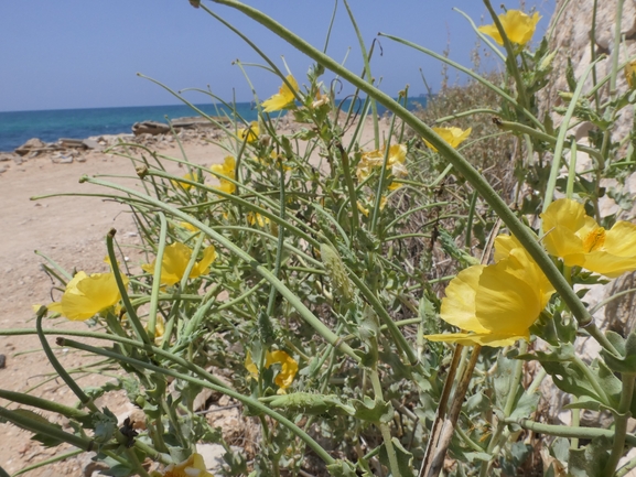 פרגה צהובה  צולם על ידי אתר הצמחים האדומים 