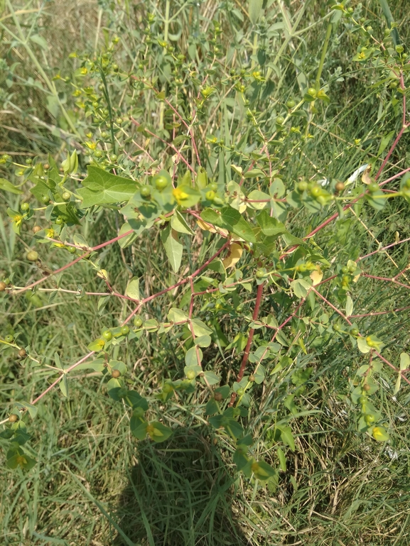 חלבלוב קטן-פרי  צולם על ידי רננה לביא 