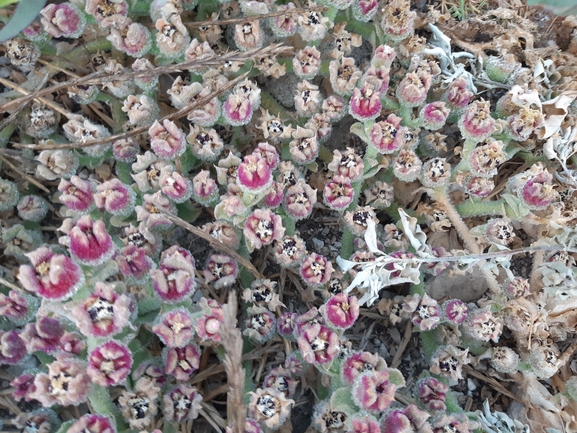 Crystalline Iceplant, Diamond Ficoides  photographed by Dotan Rotem 