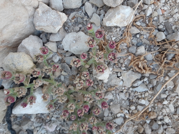 Crystalline Iceplant, Diamond Ficoides  photographed by Dotan Rotem 