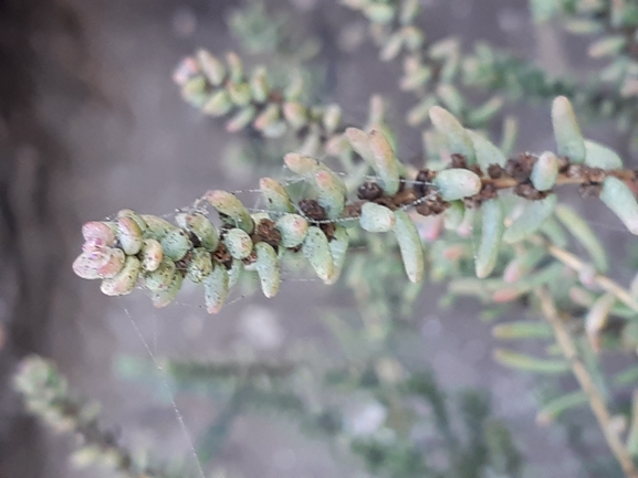 Alkali Seepweed  photographed by Dotan Rotem 