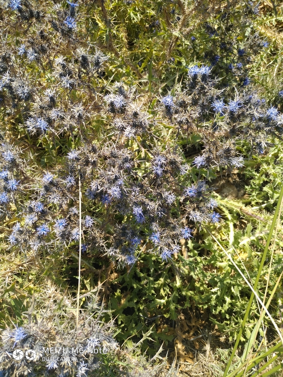 נעצוצית סבוכה  צולם על ידי רון אבן 