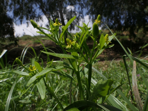 נורית ארסית  צולם על ידי אתר הצמחים האדומים 