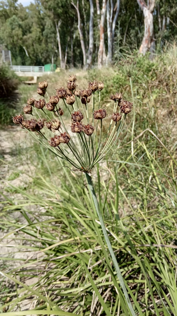 בוציץ סוככני  צולם על ידי נעם שגב 