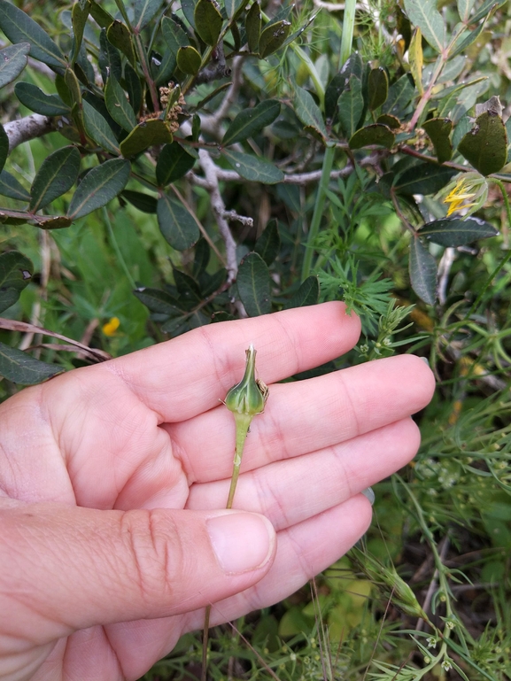 תמריר בינוני  צולם על ידי טל לבנוני 