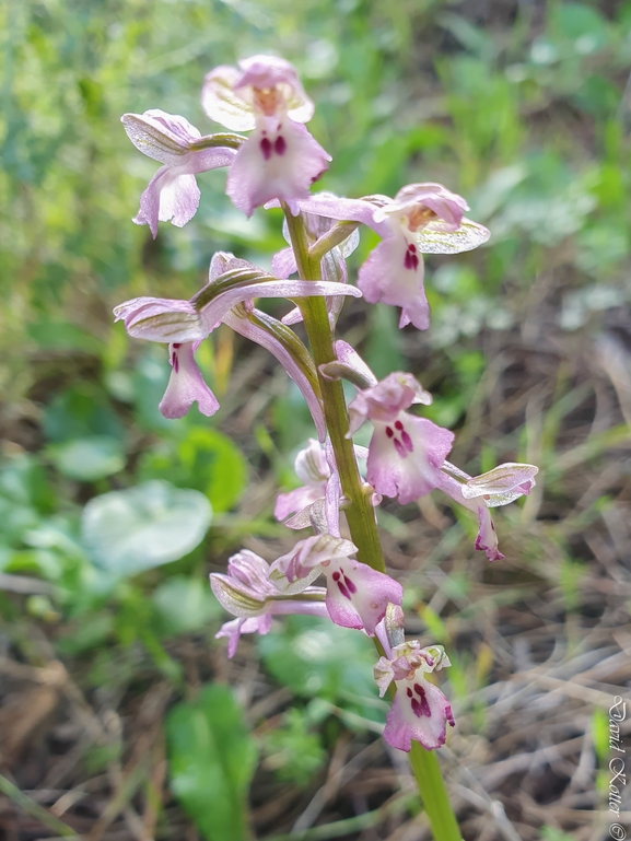 Anacamptis israelitica  צולם על ידי דויד קוטר 