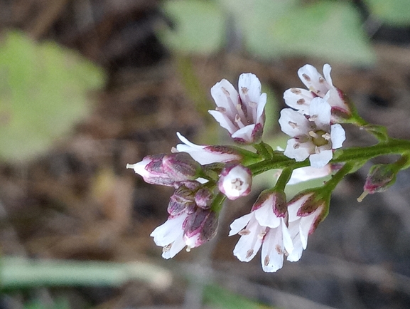 Purple-flowered Loosestrife  photographed by יהונתן רונס 