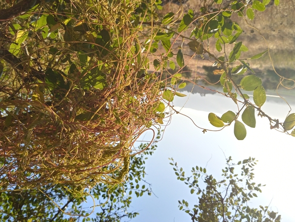 One-styled Dodder, Oriental Dodder  photographed by יהונתן רונס 