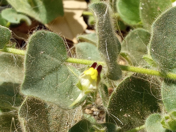 Round-leaved Toadflax, Round-leaved Fluellin  photographed by יהונתן רונס 