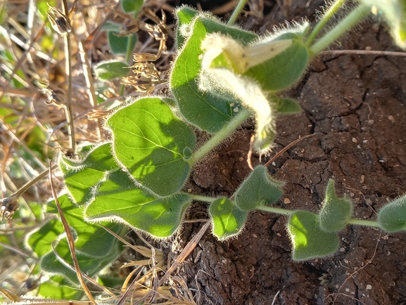 Round-leaved Toadflax, Round-leaved Fluellin  photographed by יהונתן רונס 