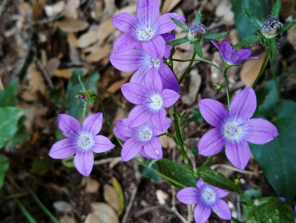 Sidon Bellflower  photographed by יהונתן רונס 