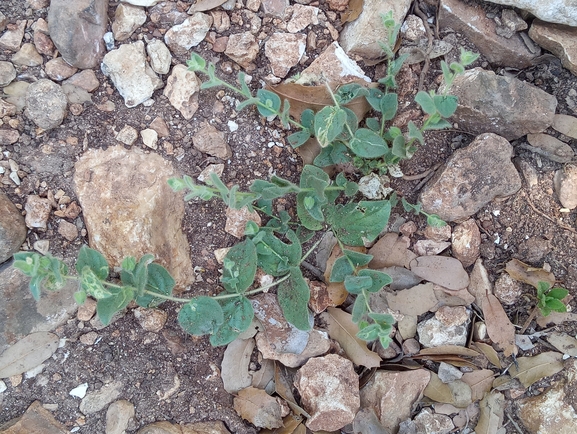 Round-leaved Toadflax, Round-leaved Fluellin  photographed by יהונתן רונס 