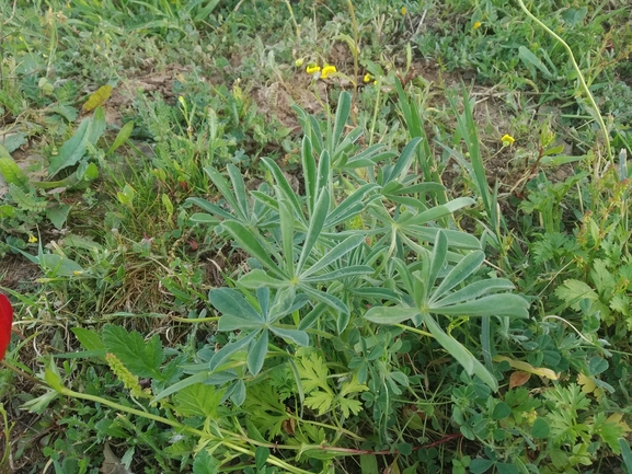 תורמוס צהוב  צולם על ידי אתר הצמחים האדומים 