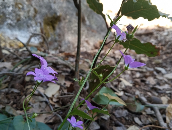 Sidon Bellflower  photographed by יהונתן רונס 