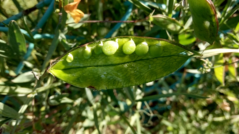 טופח חד-שנתי  צולם על ידי נעם שגב 