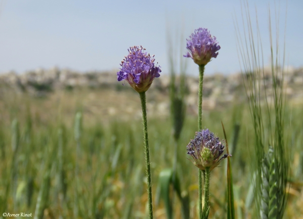 שלמון סורי  צולם על ידי אבנר רינות 