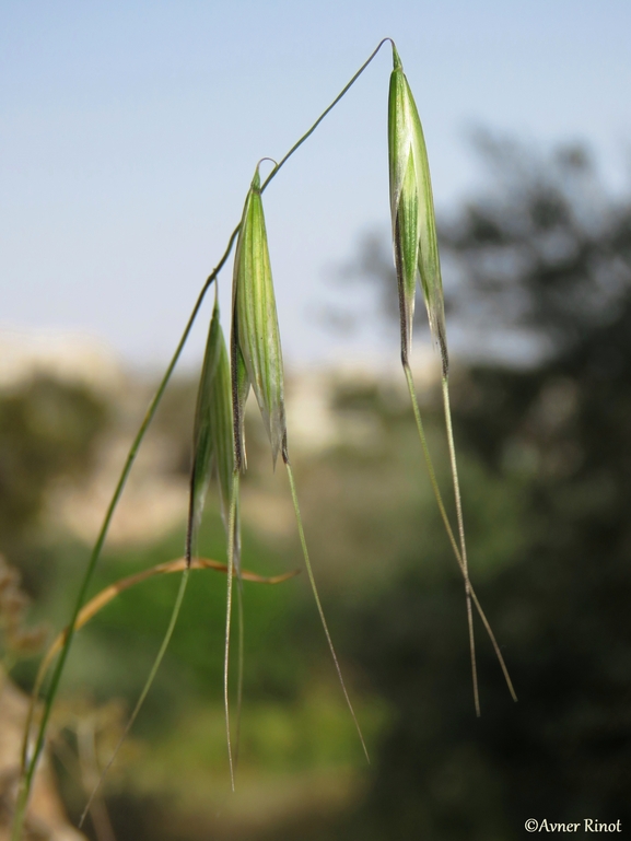 שיבולת-שועל שונת-גלומות  צולם על ידי אבנר רינות 