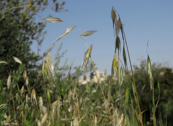 שיבולת-שועל שונת-גלומות  צולם על ידי אבנר רינות 