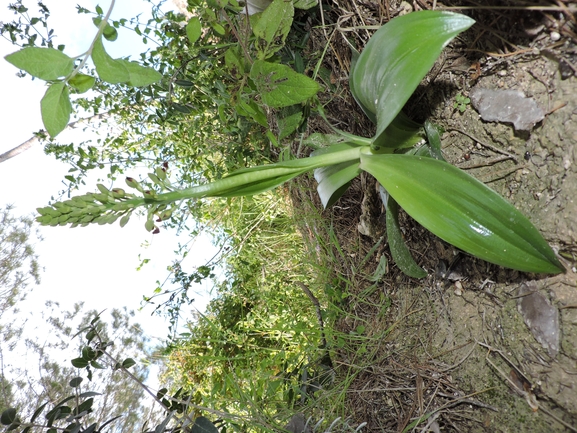 Punctate Orchid, Small-dotted Orchid  photographed by יהונתן רונס 