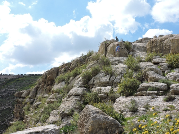 Desert Jerusalem Sage  photographed by יהונתן רונס 