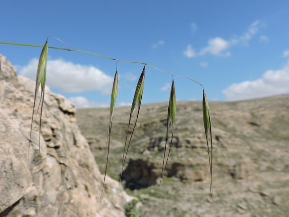 Wild oat sp.  photographed by יהונתן רונס 