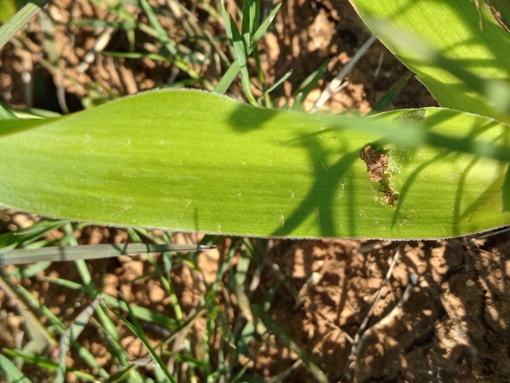 Warburg's Roman Squill  photographed by יהונתן רונס 