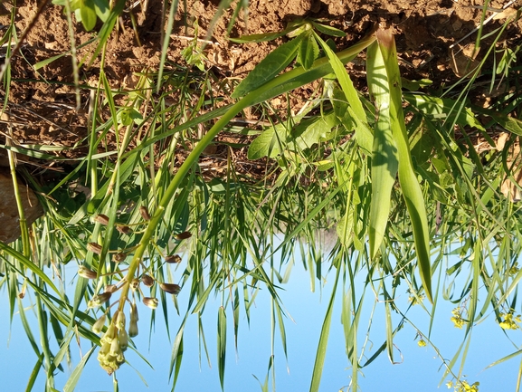 Warburg's Roman Squill  photographed by יהונתן רונס 