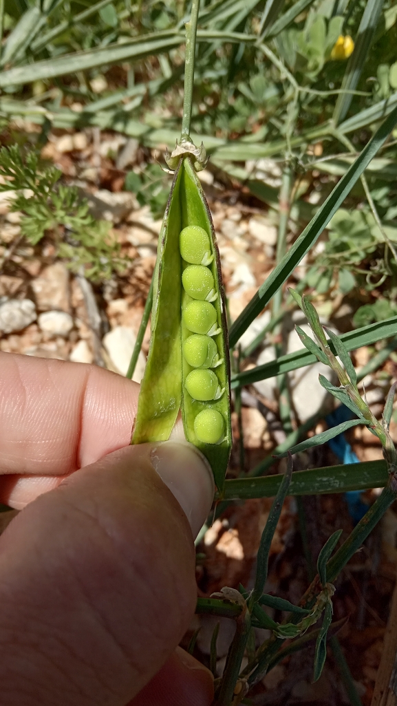 טופח חד-שנתי  צולם על ידי נעם שגב 