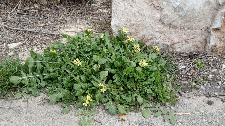 מחרוזת קשתית  צולם על ידי נעם שגב 