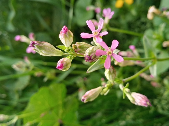 Reddish Catchfly, Reddish Campion  photographed by יהונתן רונס 