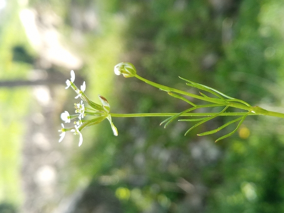 Southern Shepherd's Needle  photographed by יהונתן רונס 