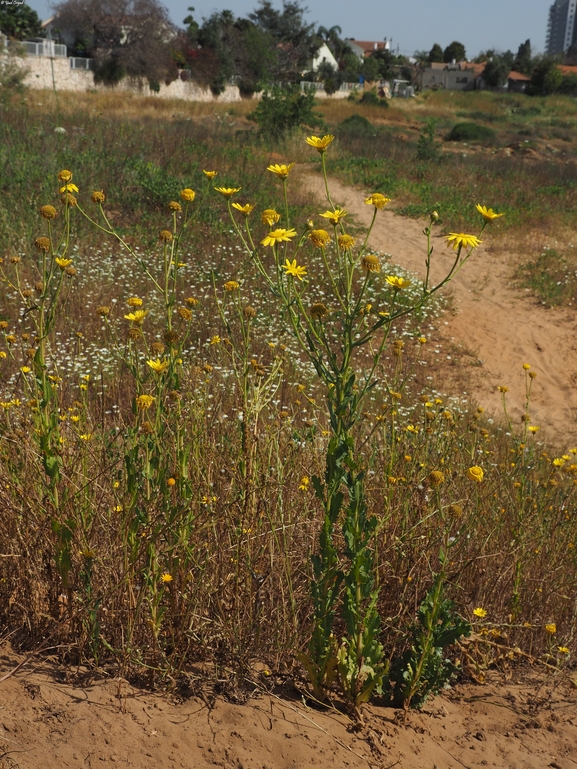 חרצית דביקה  צולם על ידי יעל אורגד 