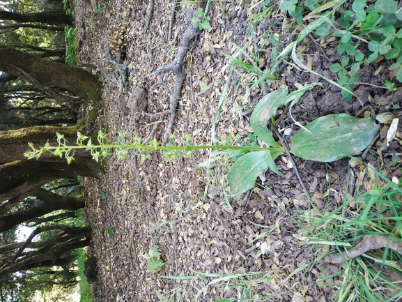 מירונית סרגלית  צולם על ידי אורי פרגמן-ספיר 