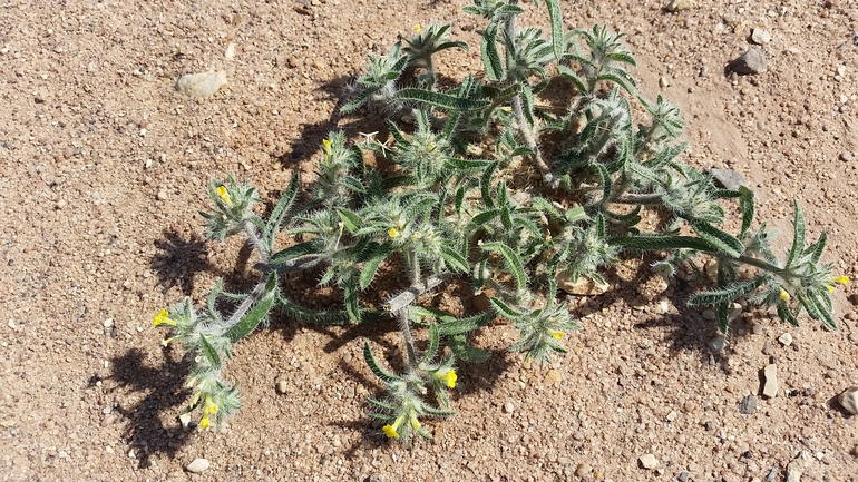 ארנבית זיפנית  צולם על ידי שמשון ולוטקר 